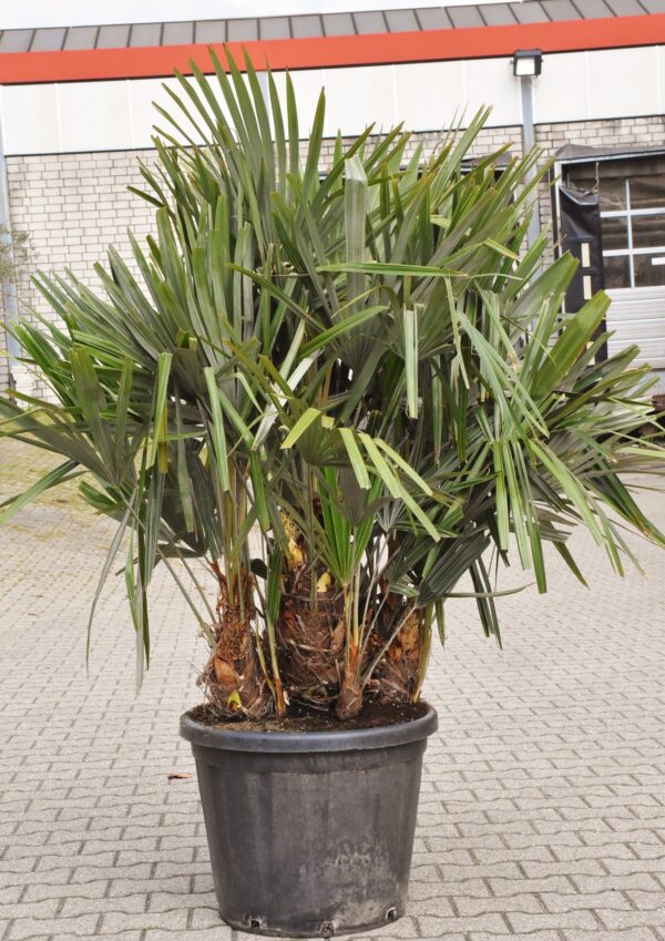 Nadelpalme