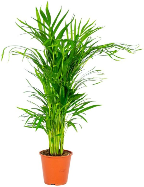 Areca-Palme pro Stück, 90-100 cm