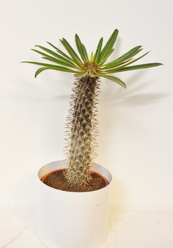 Madagaskarpalme