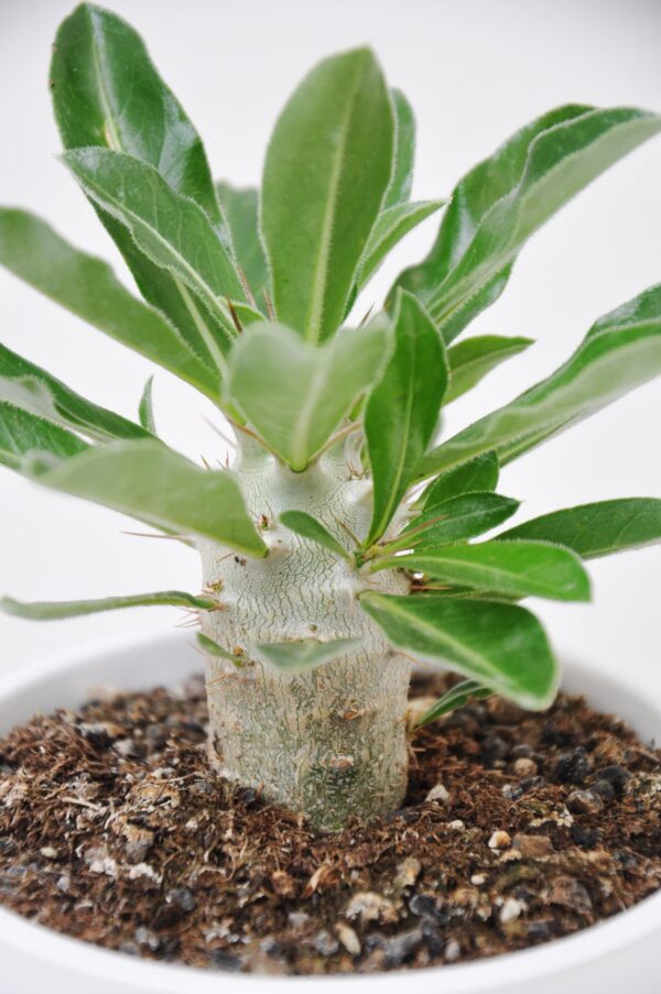 Kurzblättrige Madagaskarpalme, 15-20 cm