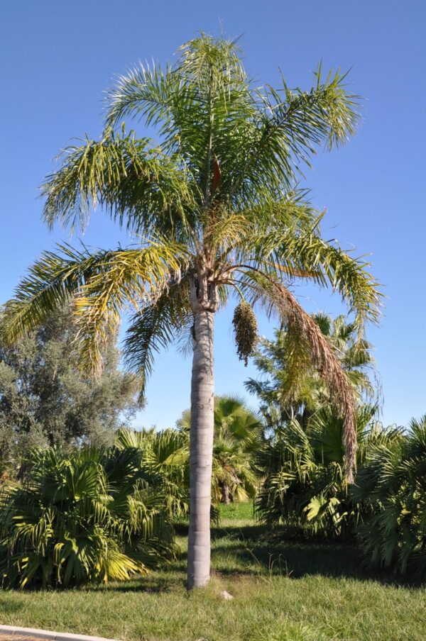 Königinnenpalme (Romanzoffianische Kokospalme), ca. 200cm mit Topf