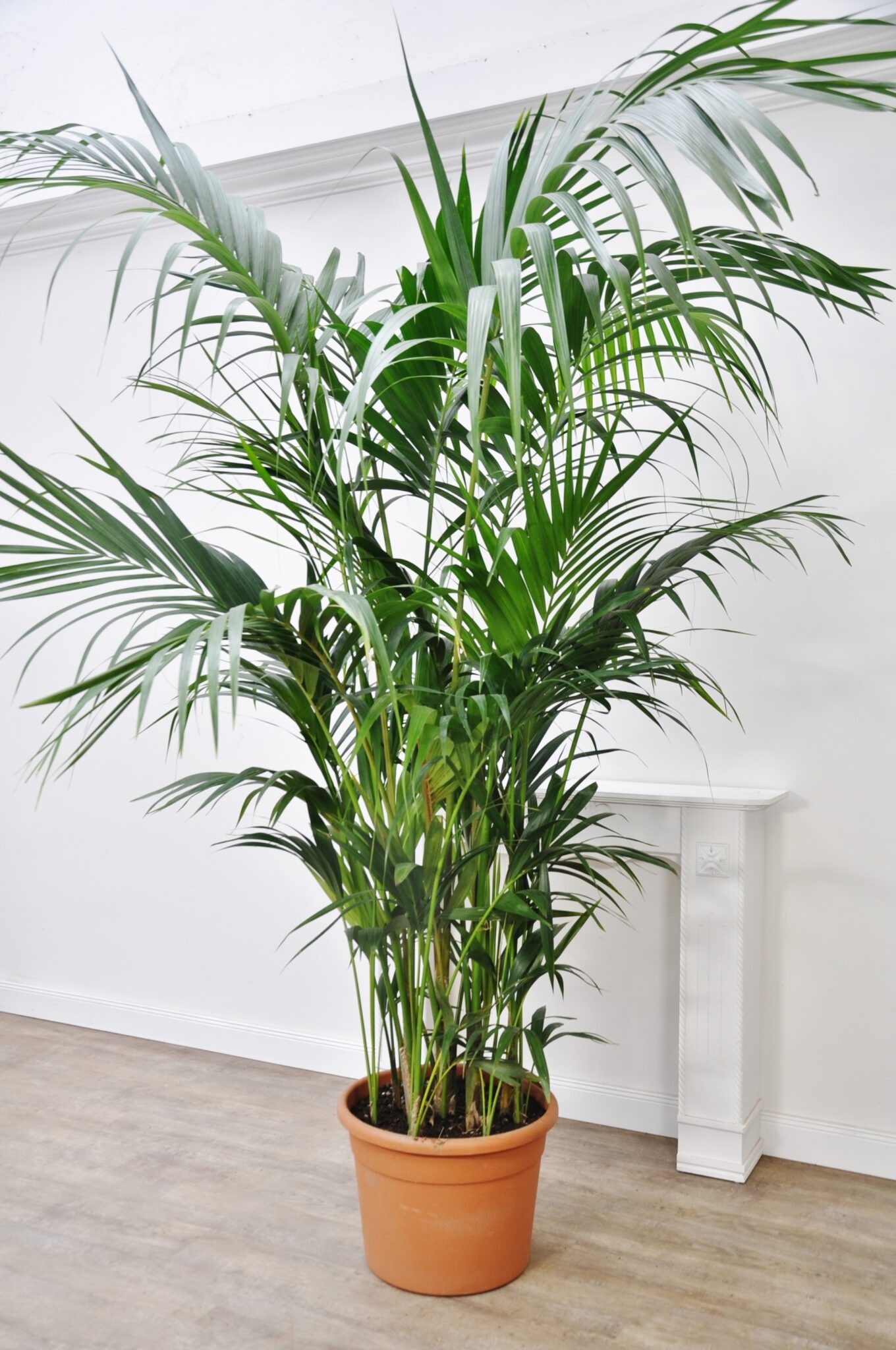 Kentia Palme (Tuff) XL Zimmerpalmen