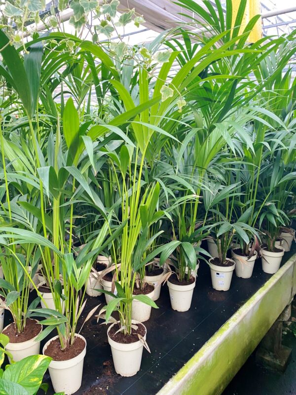 Kentia Palme (Tuff)