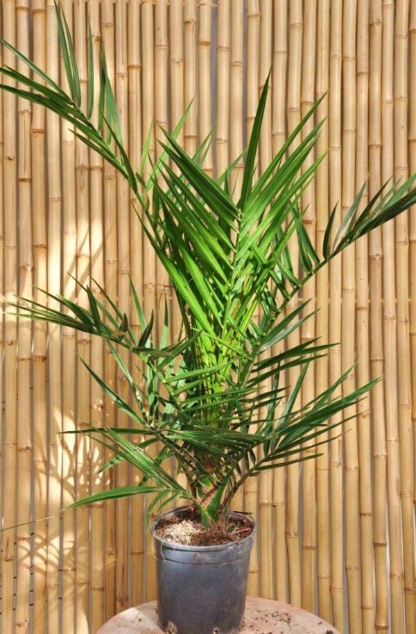 Dattelpalme (Kanarische Dattelpalme)
