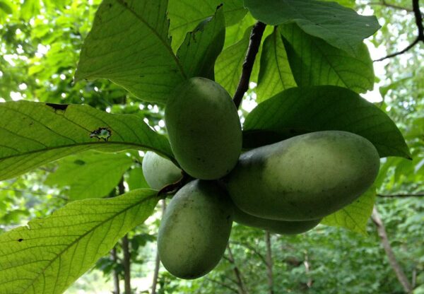 Indianerbanane, 15-20cm dreilappige Papau Pawpaw Rarität