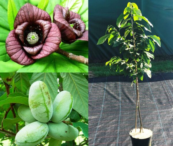 Indianerbanane, Papau, Pawpaw, Baum ca. 80/100 cm