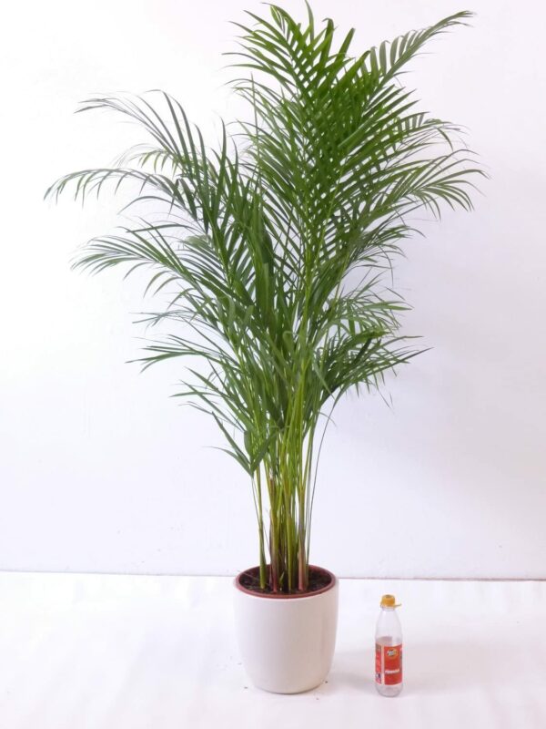 Goldfruchtpalme 140 cm