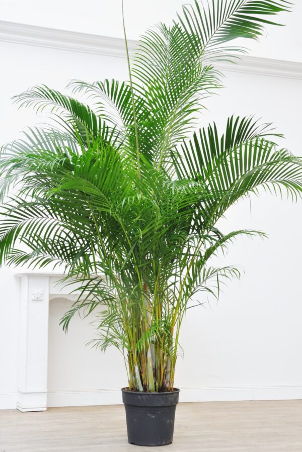 Goldfruchtpalme (Areca), ca. 170 - 200cm Höhe