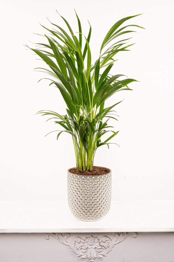 Goldfruchtpalme (Areca), ca. 60 bis 70 cm Höhe