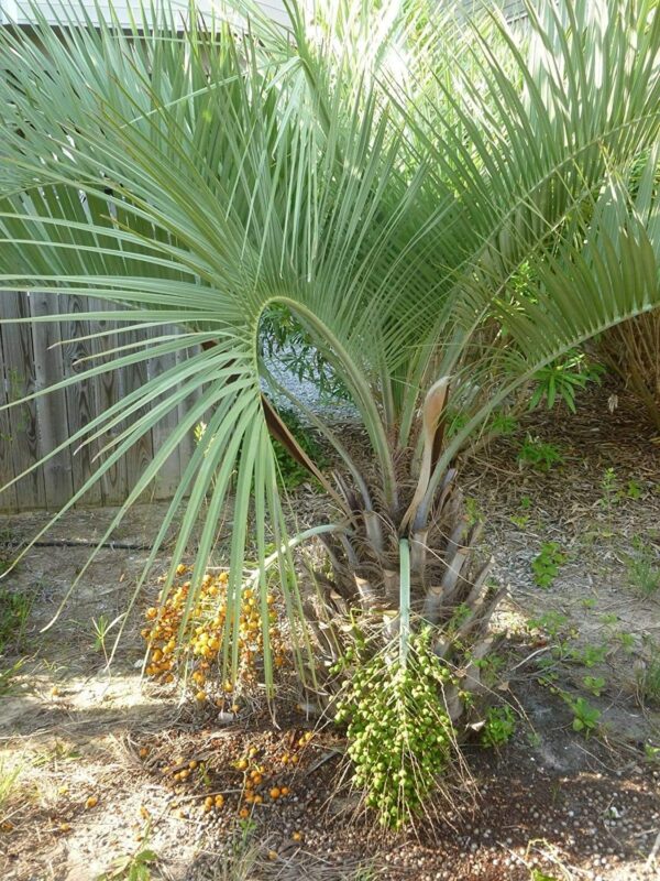 5 Samen von Geleepalme (Butia capitata)
