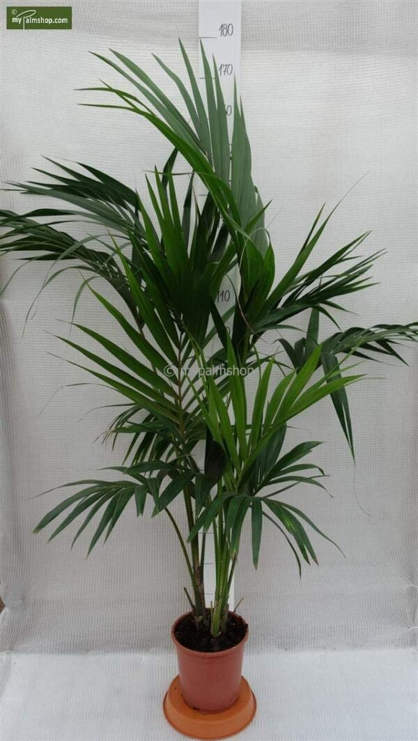 Kentia Palme, sehr pflegeleicht, 130-150cm