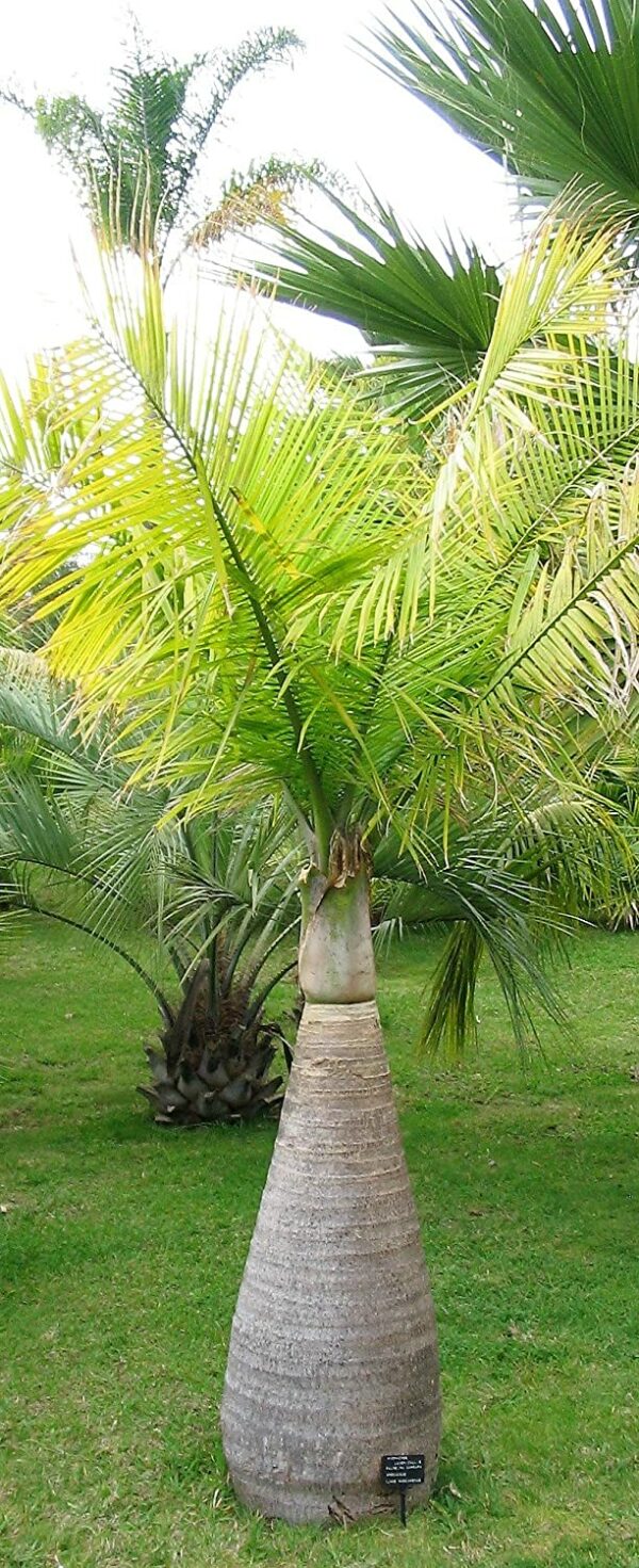 Flaschenpalme Hyophorbe lagenicaulis Pflanze 15-20cm
