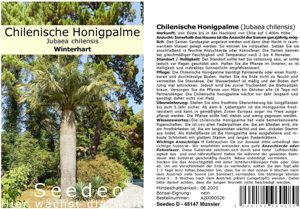 Seedeo® Chilenische Honigpalme (Jubaea chilensis) 3 Samen