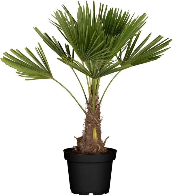 Palme, Hanfpalme - Höhe 100-120 cm