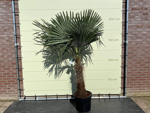 Trachycarpus Fortunei, Stammhöhe 60/80cm, Gesamthöhe 200cm