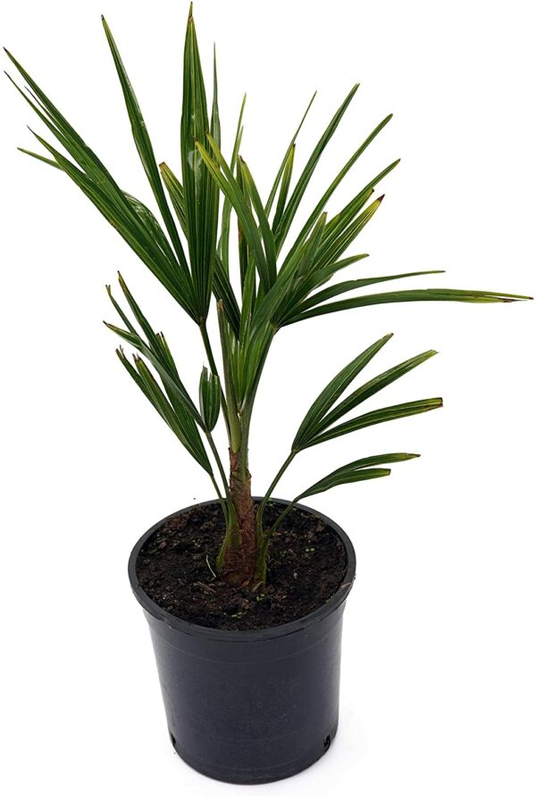 Chinesische Hanfpalme (Trachycarpus fortunei), 30-40cm hoch