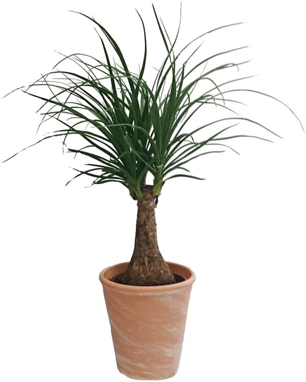 Elefantenfuß, Beaucarnea recurvata, circa 30 cm
