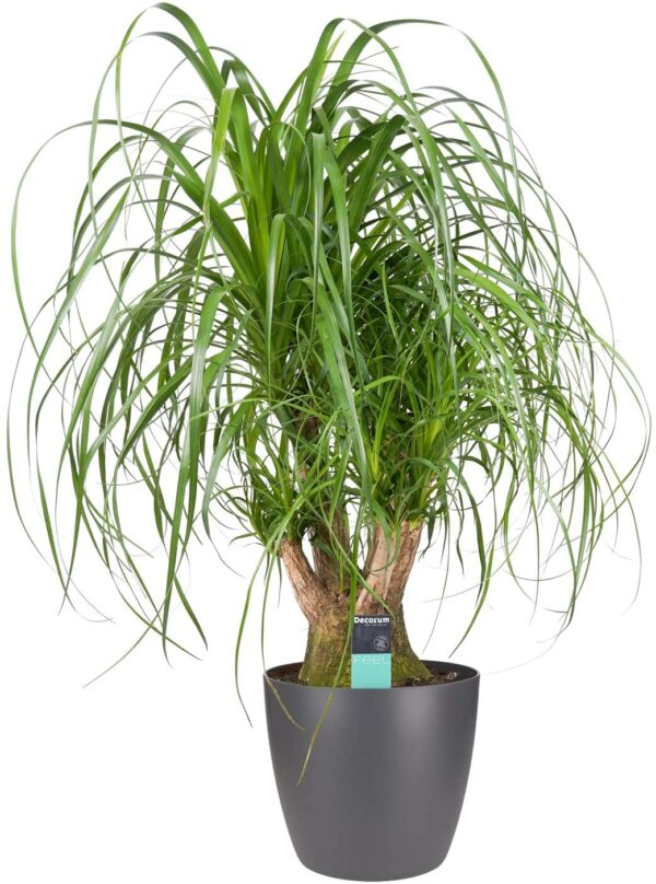Elefantenfuß in anthrazitfarbenem Übertopf als Set, Höhe 69 cm