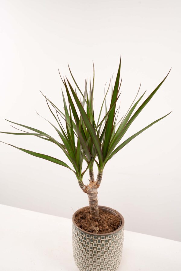 Drachenbaum, ca. 40cm mit Topf