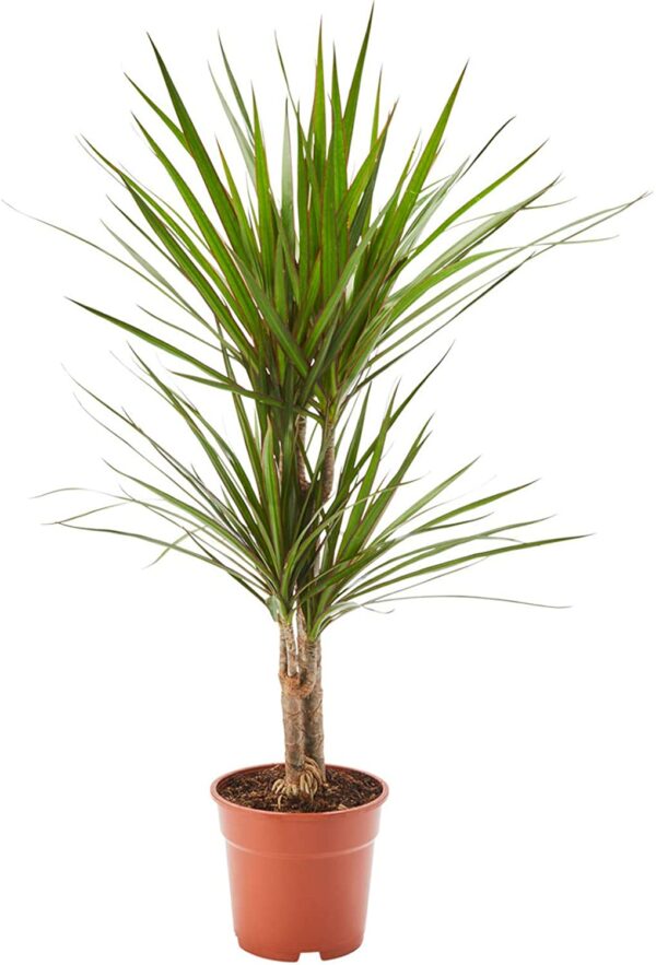 Drachenbaum, 17 cm Topf