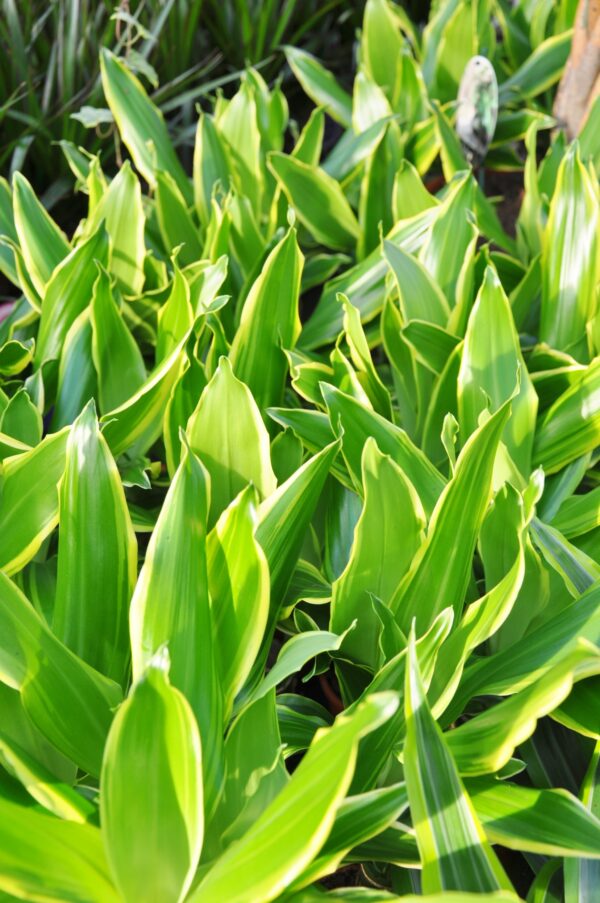 Drachenbaum (Golden Coast)