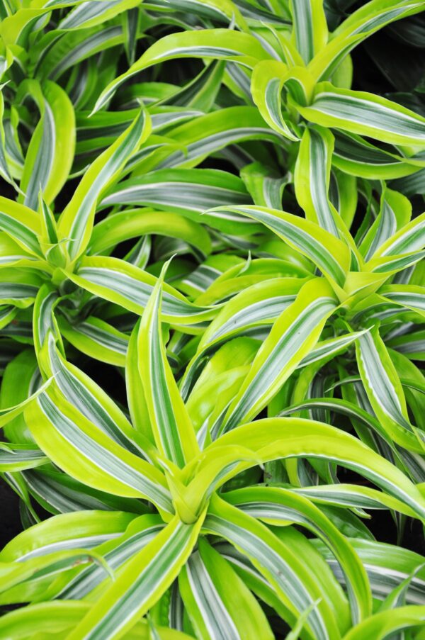 Drachenbaum (Lemon Surprise)