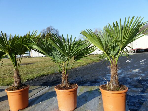 Hanfpalme M Trachycarpus fortunei winterhart, Premiumqualität