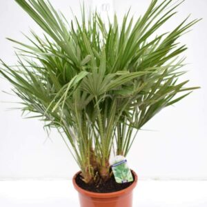 Zwergpalme Chamaerops humilis, Höhe 80-100cm