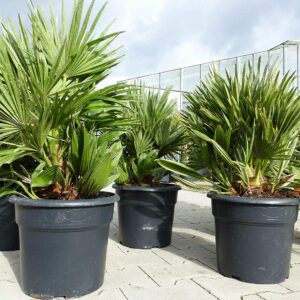 Zwergpalme Chamaerops Humilis, 60 cm