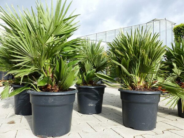 Zwergpalme Chamaerops Humilis, 60 cm