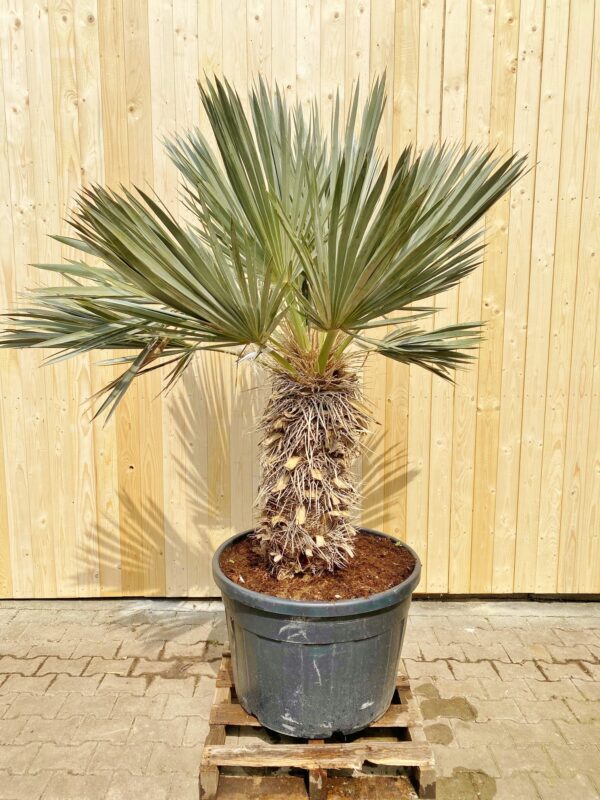 Blaue Nadelpalme (Trithrinax), ca. 140-150cm in der Höhe