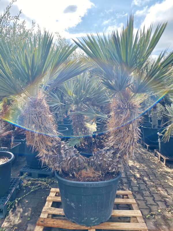 Blaue Nadelpalme doppelt Einzelstück, ca. 2,30m