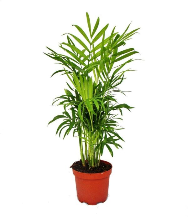 Bergpalme, ca. 30cm Top-Gärtner-Qualität