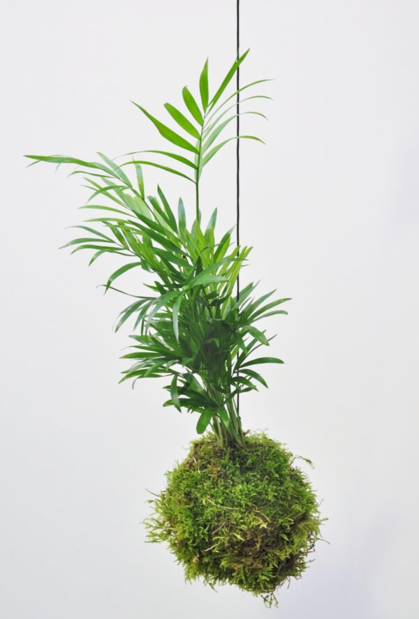 Kokedama (Moosball) Bergpalme, ca. 20 bis 25 cm inklusive Moosball