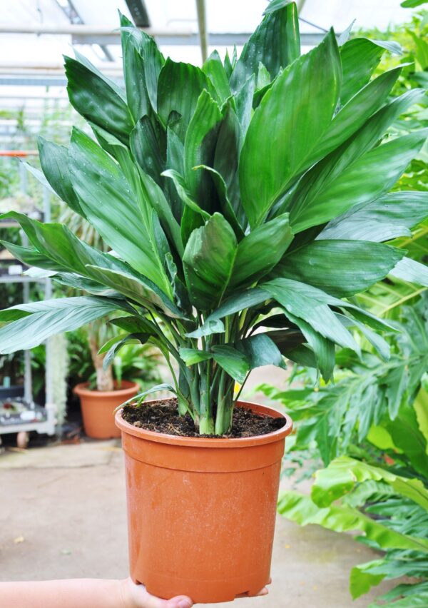 Silbrige Bergpalme, ca. 60 bis 70 cm inklusive Topf
