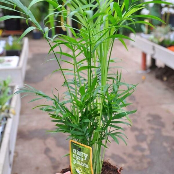 Bergpalme (Chamaedorea) Infos zu Palme, Eignung und Pflege
