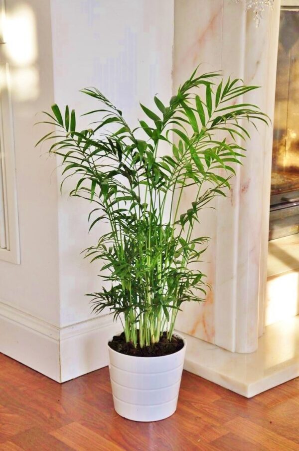 Bergpalme, 55 bis 70 cm inklusive Topf