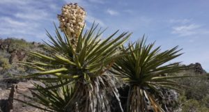 Yucca Madrensis