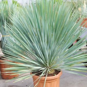 Yucca (Palmlilie) Freilandware Sonderpreis