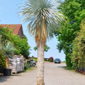 Yucca rostrata (Palmlilie) 180 Stamm