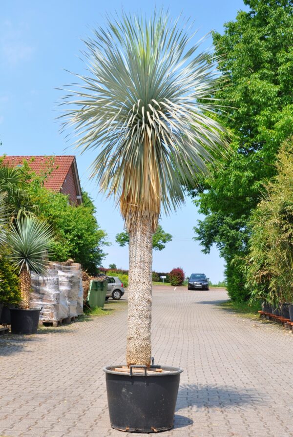 Yucca rostrata (Palmlilie) 180 Stamm