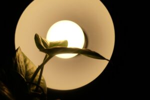 Der Guide zur Pflanzenbeleuchtung (ohne auf Design zu verzichten)